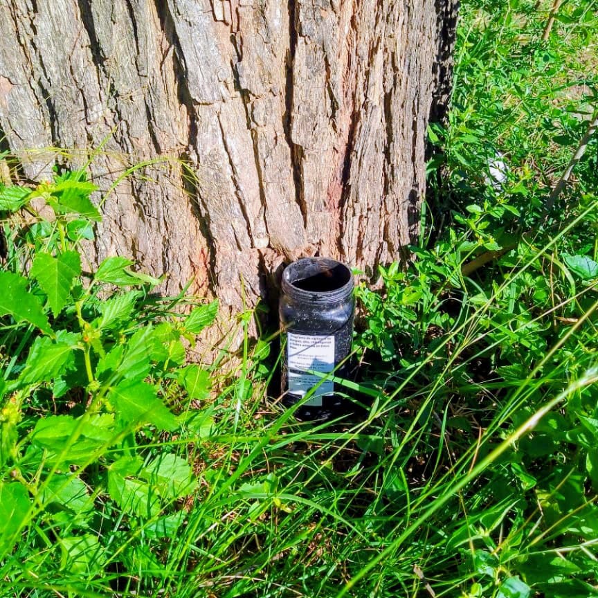 Colocaron ovitrampas en distintos puntos de la ciudad